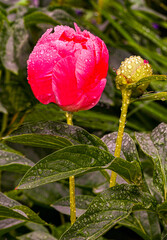 Beautiful peonies bloom with water drops. Botanical Garden, KIT Karlsruhe, Germany, Europe