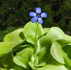Blossom and leaves of a mexican butterwort (Pinguecula esseriana). Botanical Garden, KIT Karlsruhe,...