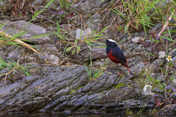 White-capped redstart or white-capped water redstart (Phoenicurus leucocephalus) at Chafi, Sattal, Uttrakhand, India.
