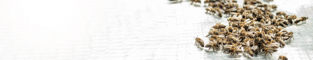 family of honey bees shaken out of the hive for placement in micronucleus. Breeding of queen bees.Preparation for artificial insemination bees. Natural economy. Queen Bee Cages.