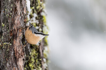 The Eurasian Nuthatch (Sitta europaea)