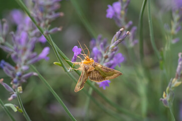 Blurry image of yellow moth (Diachrysia stenochrysis) in motion on lavender flowers in the garden