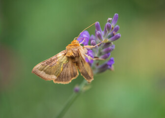 Blurry image of yellow moth (Diachrysia stenochrysis) in motion on lavender flower