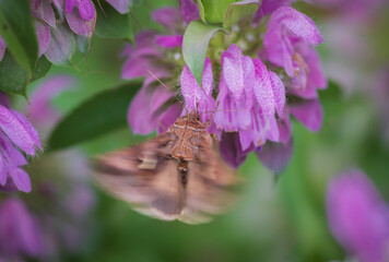 Blurry image of The silver Y (Autographa gamma) moth in motion on purple monarda flower