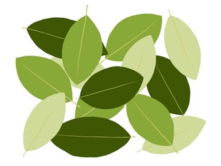 Fototapeta premium Coca green leaves isolated on white