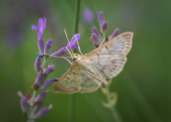 Closeup of the mother of pearl moth (patania ruralis) on lavender flower. Focus on eye