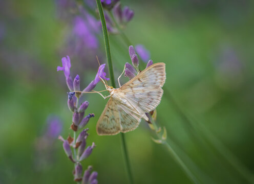 Closeup of the mother of pearl moth (patania ruralis) on lavender flower