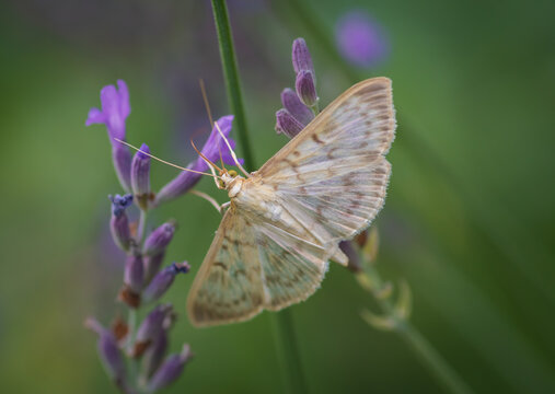 Closeup of the mother of pearl moth (patania ruralis) on lavender flower
