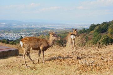 若草山の鹿