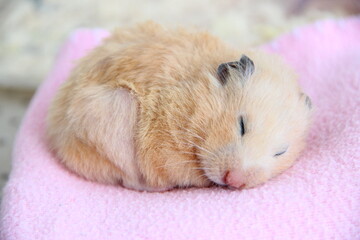 Syrian hamster sleeps on pink blanket