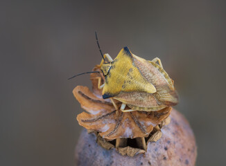 Closeup of shield bug (Carpocoris fuscispinus) sitting on brown dry poppy seed head (seed capsule) in the garden
