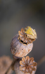 Closeup of shield bug (Carpocoris fuscispinus) sitting on brown dry poppy seed head (seed capsule) 