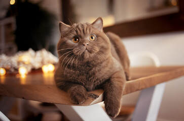 imposante, extrem hübsche Britisch Kurzhaar Katze 