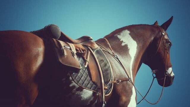 Saddle with stirrups on a back of a horse