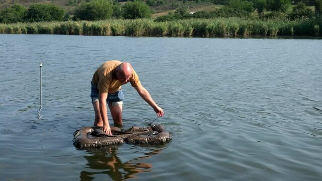 Fisherman releases the caught fish back into the river using unhooking mat. Sport carp fishing. Angler on the river.