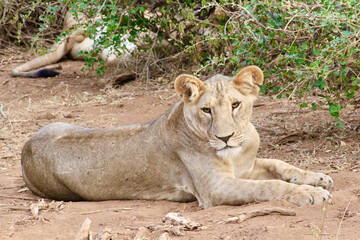 Lioness