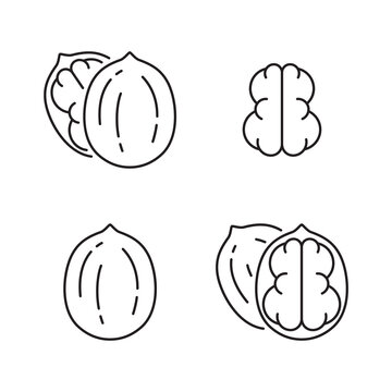 Walnut linear icons set. Outline simple vector of nut in shell. Contour isolated pictogram on white background