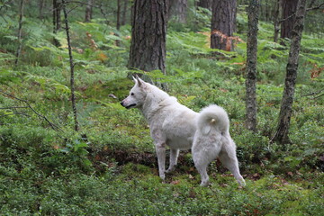 dog in the forest, white dog in woods, Eskimo dog in the forest 