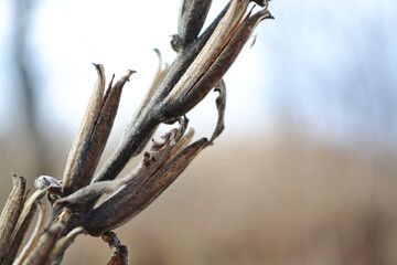 Dry flower branch