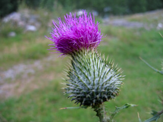 thistle flower in bloom