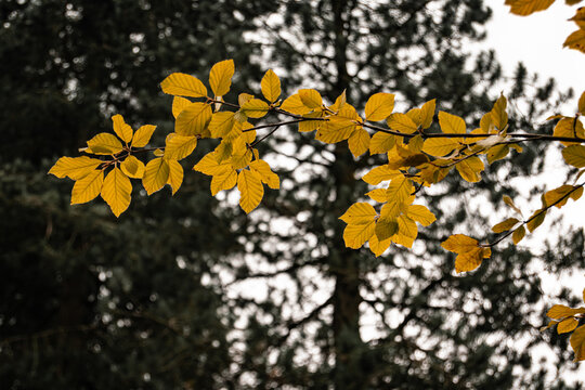 Yellow autum leaves on a branch standing out from a background of darker evergreen trees