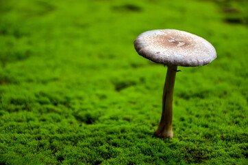 Rule third of wild mushroom on green moss. Landscape of a beautiful mushroom in a natural background.