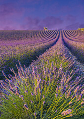 Obraz na płótnie Canvas Sunset in Provence