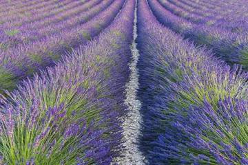 Foto op Plexiglas Lavender field in Provence © Fyle
