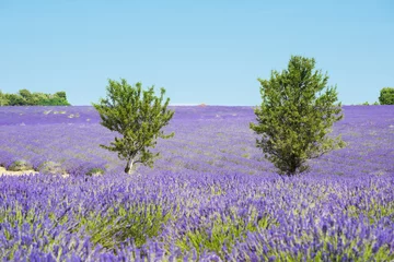 Foto op Plexiglas Lavender field and trees in France © Fyle