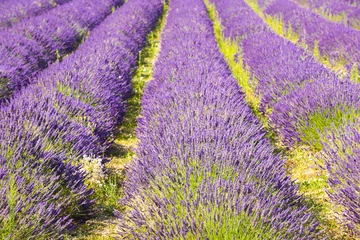 Foto op Plexiglas Lavender field © Fyle