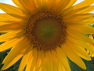 Obraz premium yellow sunflower flowers in summer