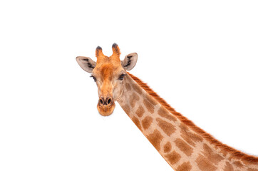 Naklejka premium Close-up portrait of the Namibian giraffe isolated white background - Etosha National park, Namibia