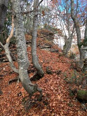 autumn view of a crooked tree covered with fallen leaves