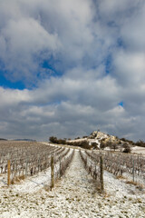 Fototapeta premium Winter vineyard near Mikulov, Palava region, Southern Moravia, Czech Republic