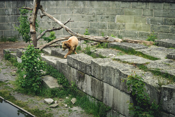 European brown bear in Bern Bear (Bären Park) in Bern, Switzerland
