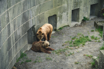 European brown bears in Bern Bear (Bären Park) in Bern, Switzerland