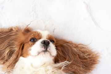 young pet dog Cavalier King, Charles Spaniel, lies in snow, spreading its long ears. Looks into camera. He is happy, contented with life, darling.