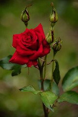 red rose in the garden