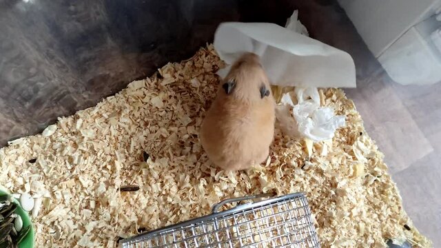 Syrian hamster playing with a napkin in a cage