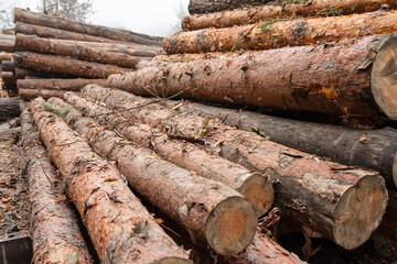 Felled pine logs at a woodworking factory. Processing and sawing wood at a sawmill.