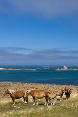 Horse in a field near Tremazan in Brittany, France