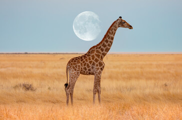 Giraffe walking in yellow grass with full moon - Ethosa national park, Namibia 