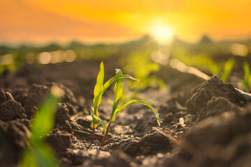 Maize seedling in the agricultural garden with the sunset, Growing Young Green Corn Seedling