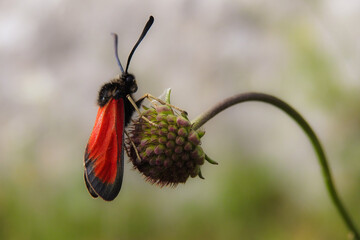 Farfalla Zygaena purpuralis su fiore,primo piano su sfondo chiaro