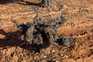Cepa vieja en viñedo español