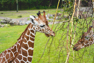 Giraf in the dutch zoo Diergaarde Blijdorp in Rotterdam.