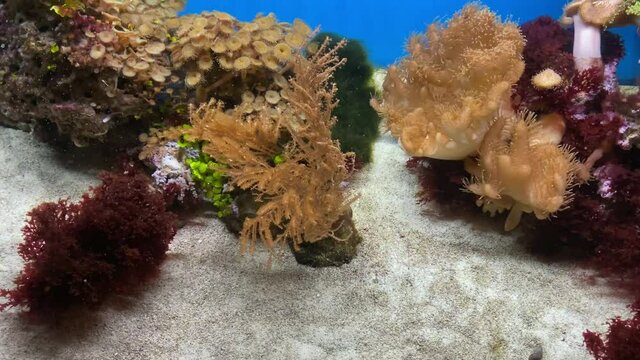 Coral reef tropical fish. 4K