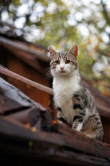 Obraz premium Photo of a beautiful wild cat on the roof of an old house.