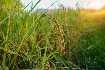 Rice field with seed panicles