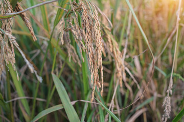 Rice field with seed panicles